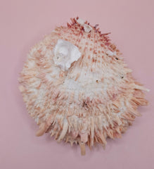 Spiny pink and ivory Spondylus shell with dramatic textured surface, 5 inches wide, on tabletop