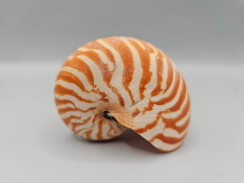 Chambered Tiger Nautilus shell, 2.8 inches wide, with brown stripes and spiral design, perfect for marine décor or collections.