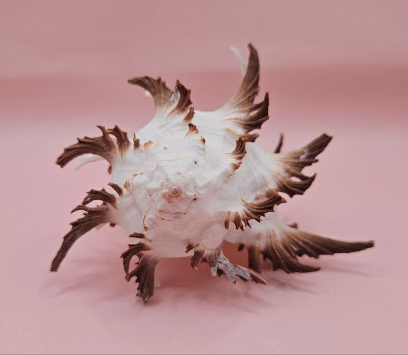  Black murex shell with long dark spines and white body displayed on a pink background