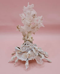  white display shell with attached coral on pink background