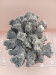 Vintage Blue Ridge Coral with blue-grey texture – 4.8 inch coastal display decor piece