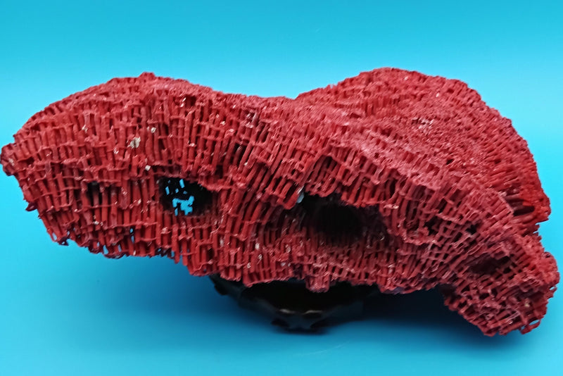 Vintage Red Pipe Coral 12x7x3.5 (Tubipora musica) Ocean Collectible