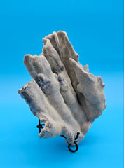 Blue Ridge Coral with ruffled edges and porous texture against blue background