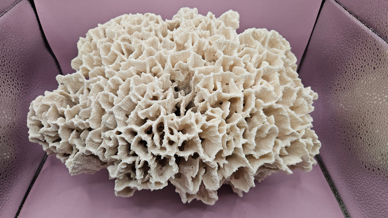  Authentic Merulina coral with beautiful organic textures and shapes