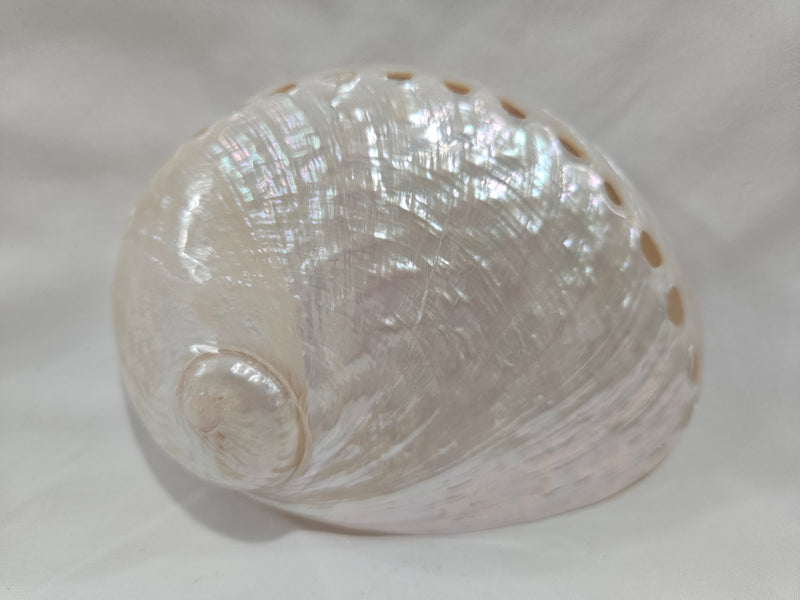 Pearl Abalone Shell 5.25"