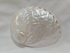 Pearl Abalone Shell 5.25