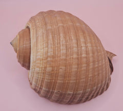 Large Tonna Shell – Natural Sea Shell for Coastal Decor & Collectors