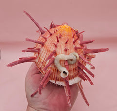 Colorful Spondylus varius shell with long pink spines, coral buildup, and worm tube, displayed on pink background