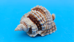 Distorsio anus shell, 3 inches, ribbed twisted form with brown-and-cream stripes and flared lip.
