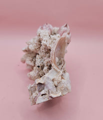 Ivory Bush Coral Mixed with Gulf of Mexico Barnacle – Oculina Varicosa 