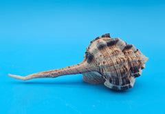  Bill Snipe shell with long tapered siphonal canal and dark brown ridges on a light cream base, placed on blue background