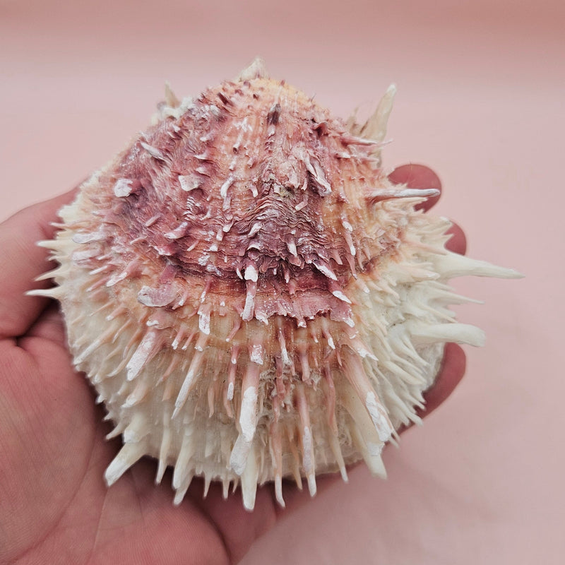 4-inch pink and white Spondylus shell with spines and hinged opening on light pink background