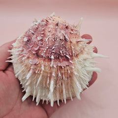 4-inch pink and white Spondylus shell with spines and hinged opening on light pink background