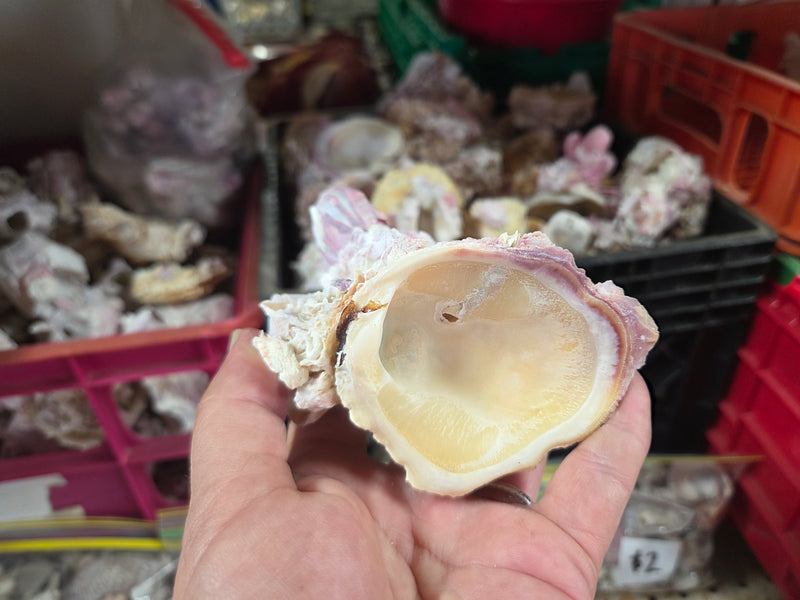 Barnacle cluster & Jewel Box shell natural combo