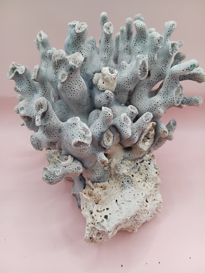Vintage Blue Ridge Coral with blue-grey texture – 6.7 inch coastal display decor piece