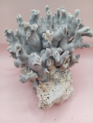 Vintage Blue Ridge Coral with blue-grey texture – 6.7 inch coastal display decor piece