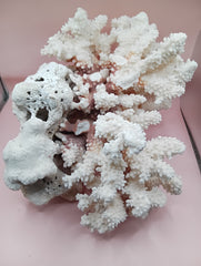 Vintage Brownstem and Brain Coral fusion – 12 x 8 x 9.5 inches rare coastal marine decor