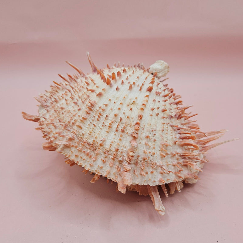 Large cream and peach Spondylus shell with spines and barnacle, measuring 5.3 inches wide