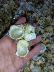 NEW Gold and Silver Mouth Turban Shells (Turbo Chrysostomus & Argyrostoma)