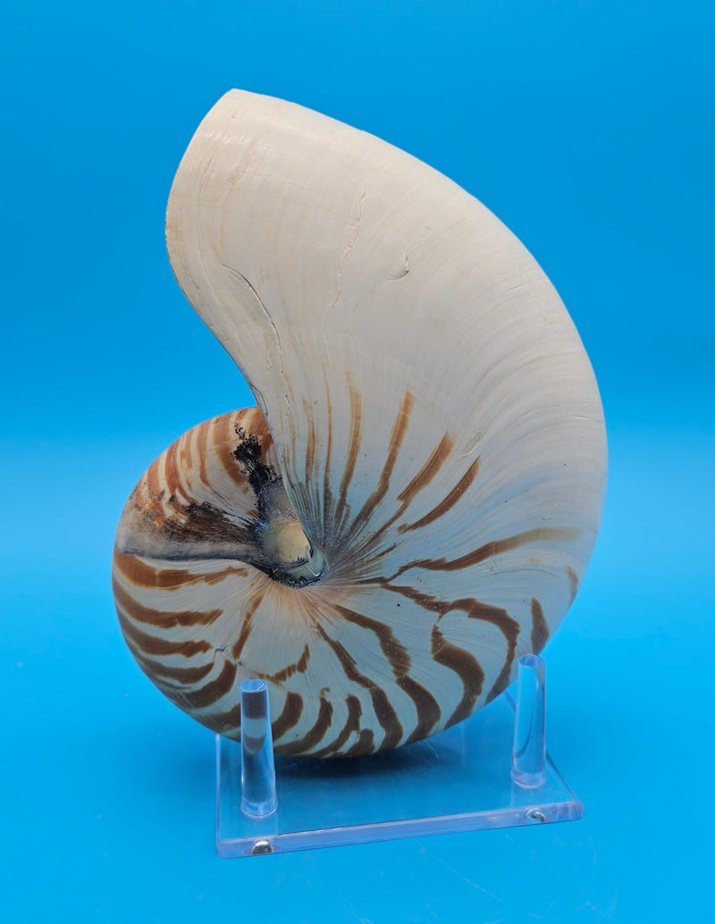 Tiger nautilus shell with brown stripes and spiral design on blue background