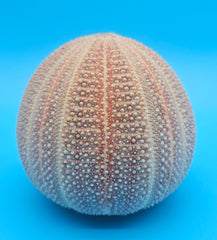 English Channel Urchin Shell – 5