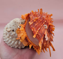 Princeps Spondylus Spiny Oyster Shell with Attached Undosa Astraea – Natural Ocean Display 6x5x4
