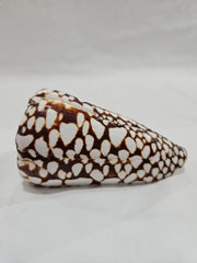 Marbled Cone Shells Conus Marmoreus