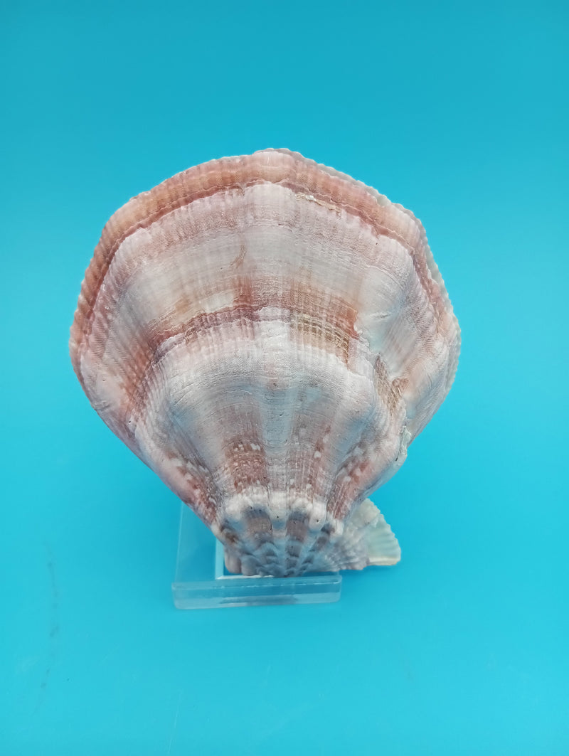 Swiftopecten swiftii scallop display shell pair 3.6 x 3.0 for coastal decor
