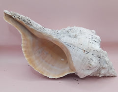 Large white horse conch shell with barnacles, 11.5 inches long