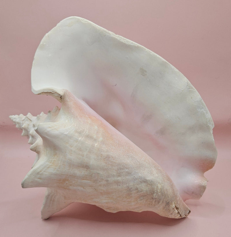 Large queen conch shell with flared pink interior and spiral tip, 9 inches, perfect for coastal home decor