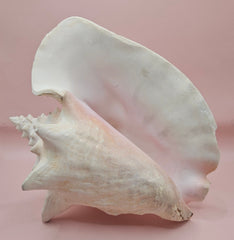Large queen conch shell with flared pink interior and spiral tip, 9 inches, perfect for coastal home decor