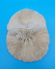 Rare mutant mushroom coral display specimen for coastal home decor - premium natural specimen