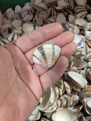 Venus Striped Clam Shells - Chamelea gallina