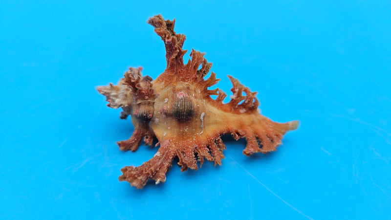  Murex crocatus shell, 2.1 inches, orange spiny fronds with intricate ridges, from Zambales, Philippines.