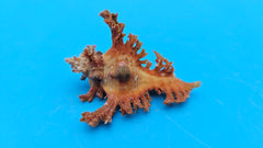  Murex crocatus shell, 2.1 inches, orange spiny fronds with intricate ridges, from Zambales, Philippines.
