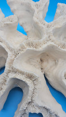 Vintage open brain coral specimen for coastal home decor - natural marine piece
