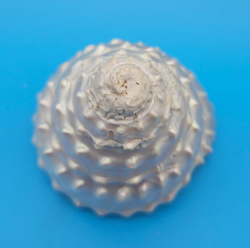 Pearled Astraea undosa shell with iridescent finish and knobby ridged spiral surface on bright blue background