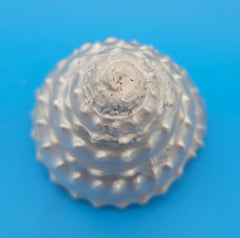 Pearled Astraea undosa shell with iridescent finish and knobby ridged spiral surface on bright blue background