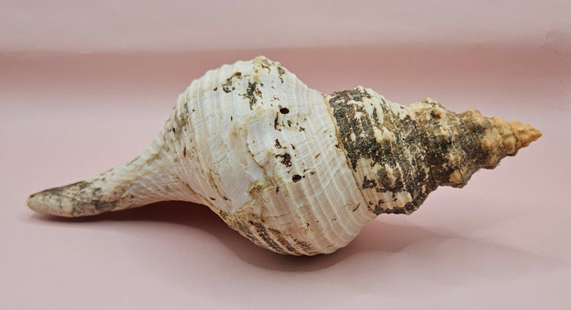 Large natural horse conch shell with weathered beige tones and ribbed spiral, held in hand for scale