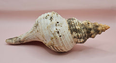 Large natural horse conch shell with weathered beige tones and ribbed spiral, held in hand for scale