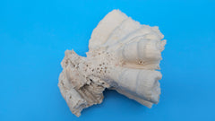 Vintage Candy Cane Coral specimen for coastal home decor - natural marine piece