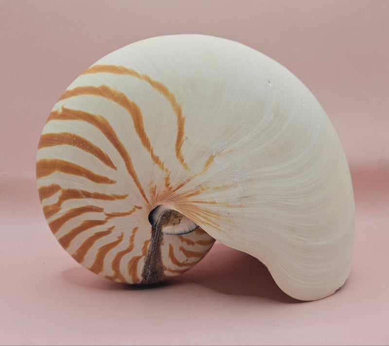 8-inch natural nautilus shell with smooth spiral pattern and creamy pearlescent finish.