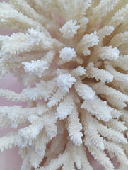 Vintage cream table coral with flattened branches – 10 x 6 x 7.5 inches coastal décor accent