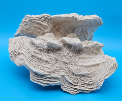 Large Elephant Skin Coral Specimen 13