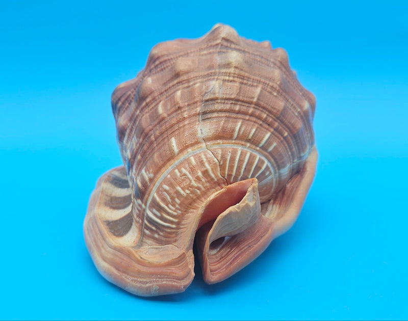 Bullmouth Cameo helmet shell with peach interior and textured dark outer ridges