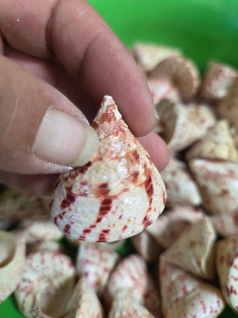 Polished Strawberry Trochus Shell