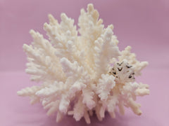 Table Coral ACROPORA LATISTELLA 4.4