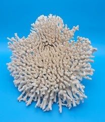 Vintage table coral specimen for coastal home decor - natural marine piece