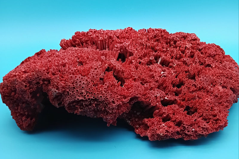 Vintage Red Pipe Coral 12x7x3.5 (Tubipora musica) Ocean Collectible