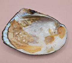 Pearl oyster shell with natural blister pearls inside and three loose pearls in a plastic bag on a pink background